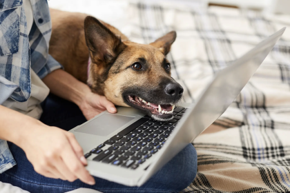 6 Ways To Effectively Select An Online Pet Shop