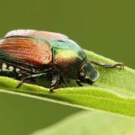 How To Get Rid Of Japanese Beetles