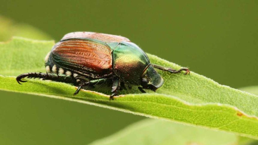 How To Get Rid Of Japanese Beetles