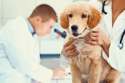 A Canine Checkup Key Aspects of Dog Health Every Owner Should Know