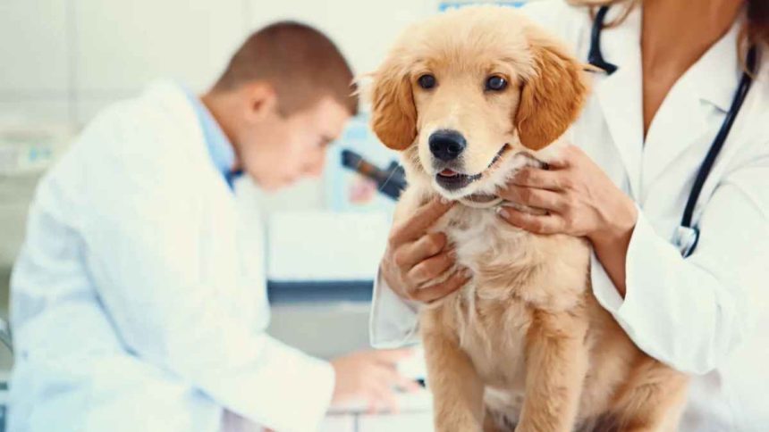 A Canine Checkup Key Aspects of Dog Health Every Owner Should Know