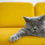 A Comprehensive Guide to Your Aging Cat's Health and Well-Being
