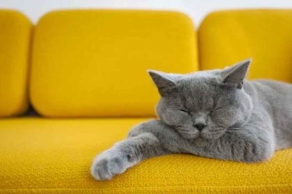 A Comprehensive Guide to Your Aging Cat's Health and Well-Being