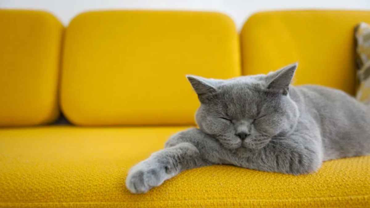 A Comprehensive Guide to Your Aging Cat's Health and WellBeing