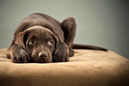 Canine Calm How to Help Your Dog Overcome Anxiety and Fear