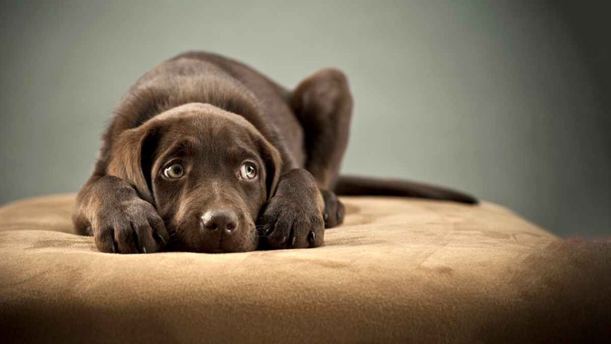 Canine Calm How to Help Your Dog Anxiety and Fear Readability