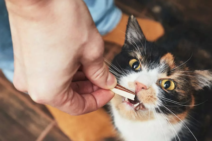 Dental Health: Choosing Treats that Benefit Your Cat's Teeth