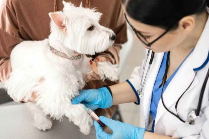 How To Prepare A Veterinary Exit Strategy (In 2023) 01