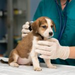 How to Find Buyers For Your Veterinary Practice?