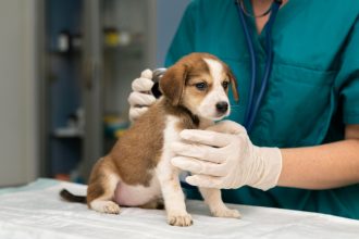 How to Find Buyers For Your Veterinary Practice?
