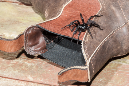 The Deadly Sydney Funnel Web Spider: