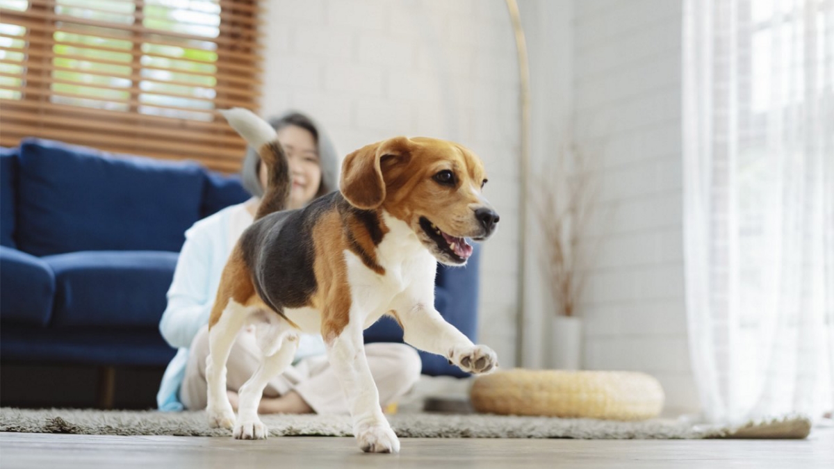 Tips to Maximize Condo Living with Your Pet - Readability - High-Rise Condos With Pet Social Area