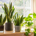 How to Choose the Best Indoor Plants for Your Home
