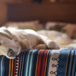 What Your Dog’s Sleep Says About Their Health (Yes, It’s a Thing)