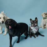 Effective Weight Loss Checklist for Dogs: What Every Loving Pet Parent Needs to Know Today