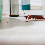How Expert Pest Control in Corona Can Eliminate Cockroaches