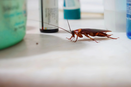 How Expert Pest Control in Corona Can Eliminate Cockroaches