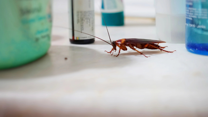 How Expert Pest Control in Corona Can Eliminate Cockroaches
