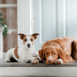 Improve Your Pet's Appetite and Digestion Naturally