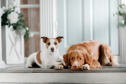Improve Your Pet's Appetite and Digestion Naturally