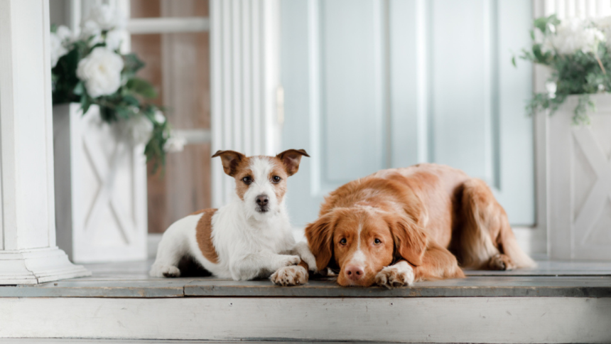 Improve Your Pet's Appetite and Digestion Naturally
