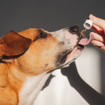 Top Signs Your Dog Needs a Tincture to Support Brain and Nerve Health Naturally