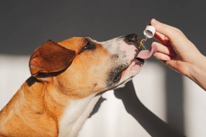 Top Signs Your Dog Needs a Tincture to Support Brain and Nerve Health Naturally