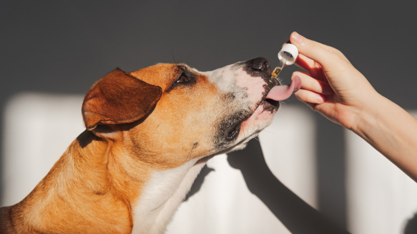 Top Signs Your Dog Needs a Tincture to Support Brain and Nerve Health Naturally