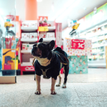 Why More Pet Owners Are Shopping at Specialized Dog Clothes Stores