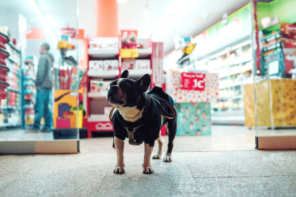 Why More Pet Owners Are Shopping at Specialized Dog Clothes Stores