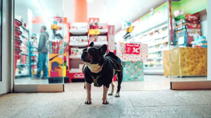 Why More Pet Owners Are Shopping at Specialized Dog Clothes Stores