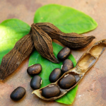 Using Mucuna Pruriens to Overcome Stress and Anxiety and Improve Mental Wellness