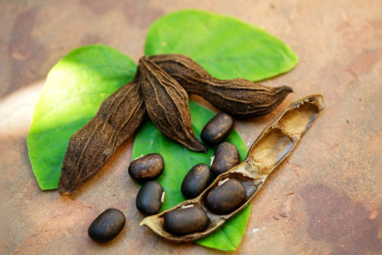 Using Mucuna Pruriens to Overcome Stress and Anxiety and Improve Mental Wellness
