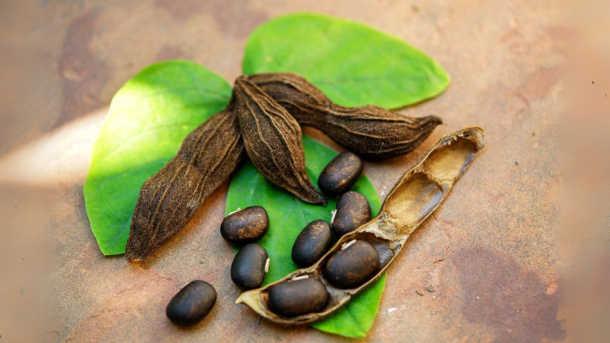 Using Mucuna Pruriens to Overcome Stress and Anxiety and Improve Mental Wellness