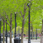 How Tree Maintenance Boosts Urban Livability Actionable Tips for Healthy City Trees