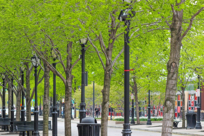 How Tree Maintenance Boosts Urban Livability Actionable Tips for Healthy City Trees