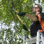 Safe and Smart Tree Trimming Tips and Methods Homeowners Can Trust