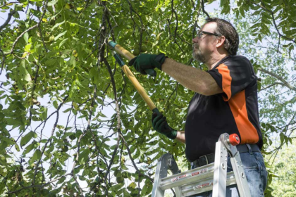 Safe and Smart Tree Trimming Tips and Methods Homeowners Can Trust