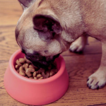 The Essential Guide to Canine Nutrition What Every Devoted Dog Parent Should Know
