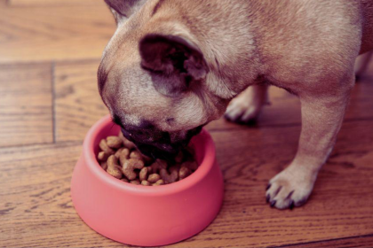 The Essential Guide to Canine Nutrition What Every Devoted Dog Parent Should Know