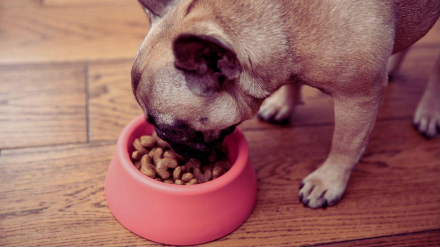 The Essential Guide to Canine Nutrition What Every Devoted Dog Parent Should Know