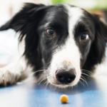 Why Proper Dog Nutrition Matters for Caring Fur Moms
