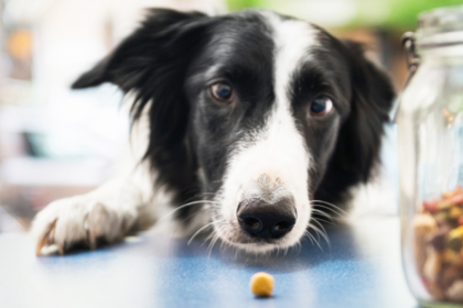 Why Proper Dog Nutrition Matters for Caring Fur Moms