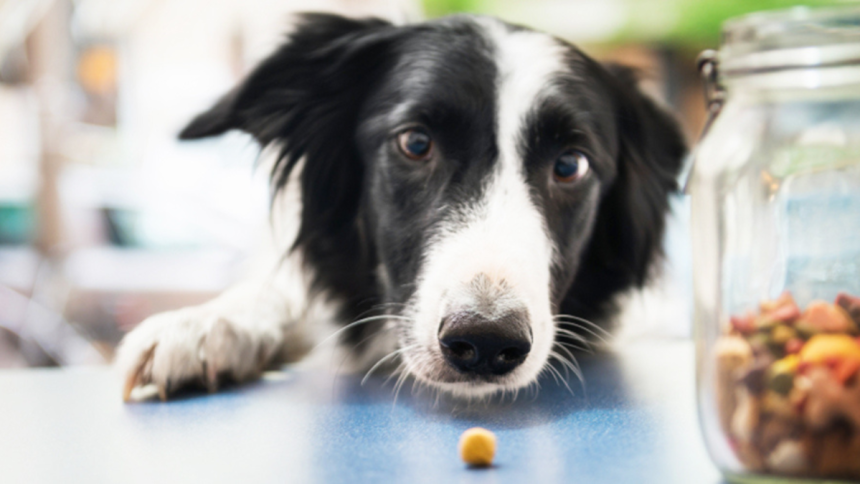 Why Proper Dog Nutrition Matters for Caring Fur Moms