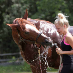 Beating the Heat How to Keep Your Horse Cool and Comfortable This Summer
