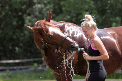 Beating the Heat How to Keep Your Horse Cool and Comfortable This Summer