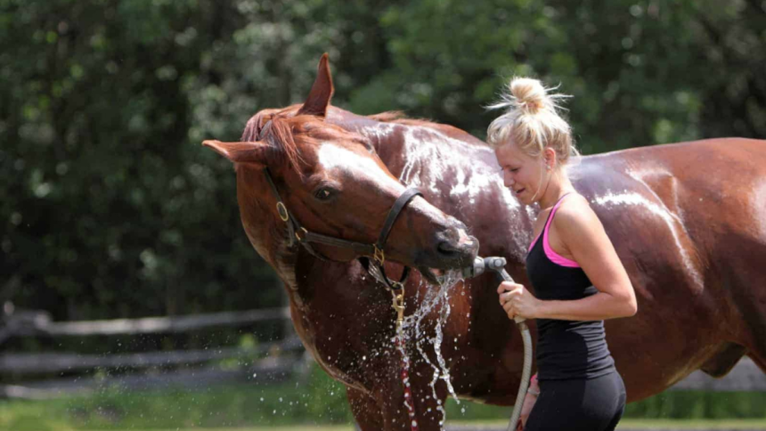 Beating the Heat How to Keep Your Horse Cool and Comfortable This Summer