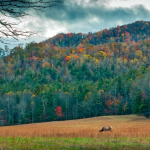10 Reasons a Cozy Cabin Stay Should Be on Your Travel List