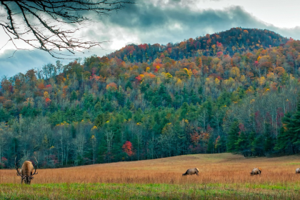 10 Reasons a Cozy Cabin Stay Should Be on Your Travel List