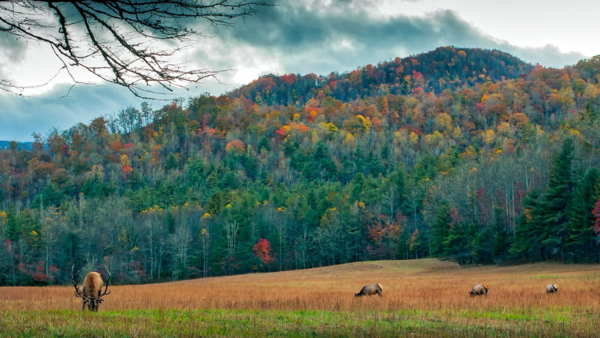 10 Reasons a Cozy Cabin Stay Should Be on Your Travel List